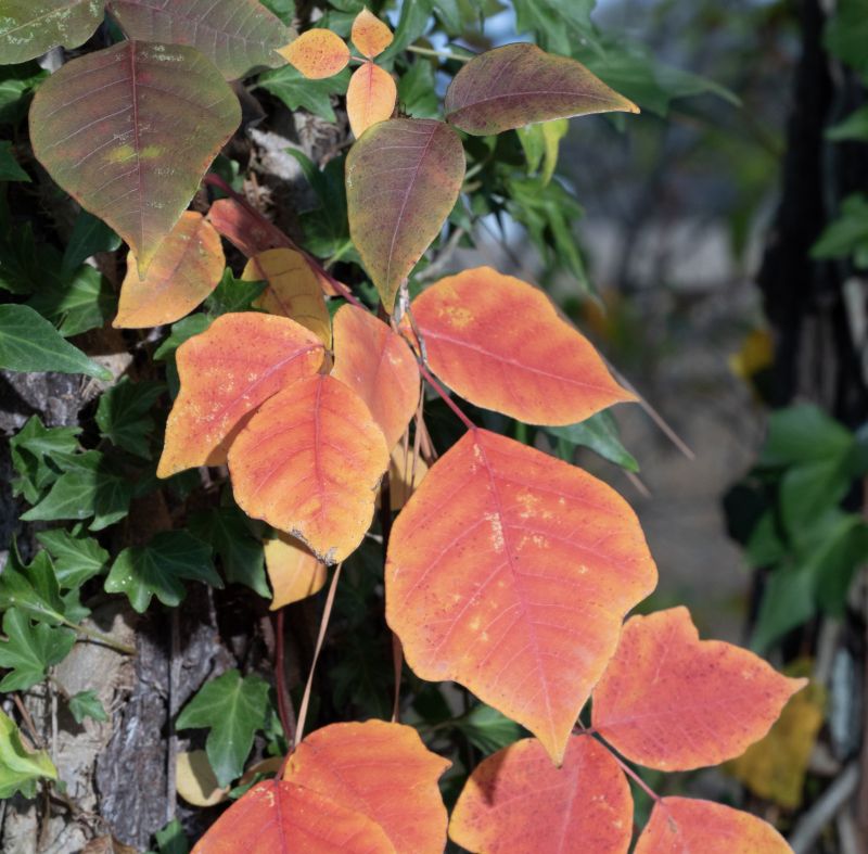 Poison Oak Removal in Bel Air, MD