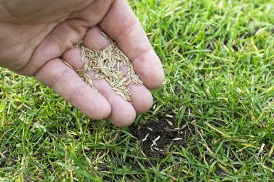 Residential Grass Seeding in Ventura County, CA
