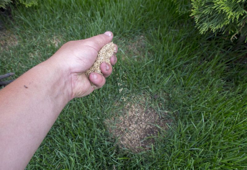 Yard Overseeding in Ventura County, CA