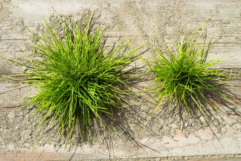 Crabgrass Removal in Honolulu, HI