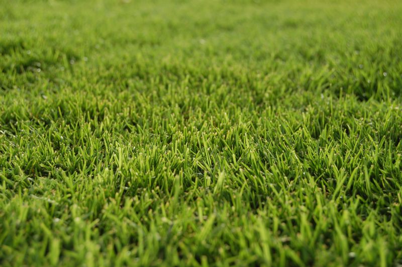 Grass Replacement in Honolulu, HI