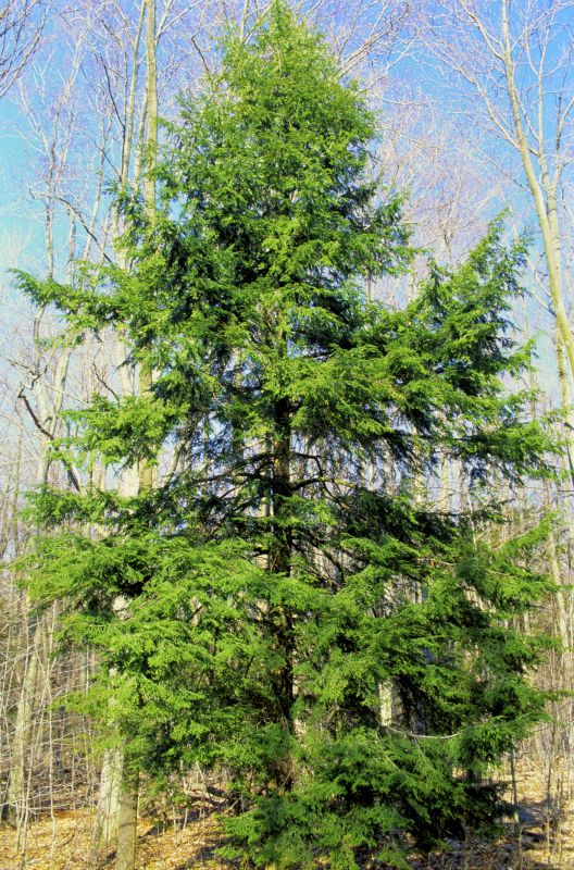 Hemlock Removal in Harford County, MD