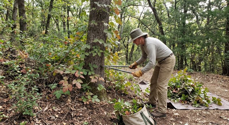 Hemlock Removal in Burlington County, NJ