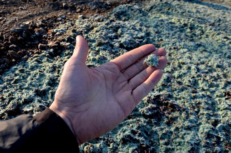 Close-up of Hydroseed Mix