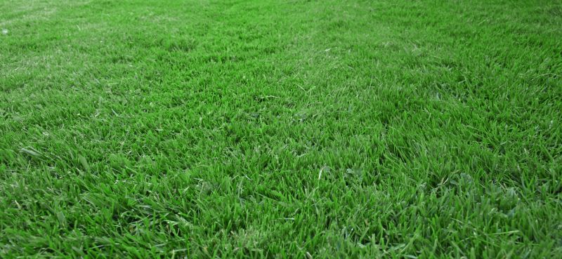 Lawn Seeding in Ventura County, CA