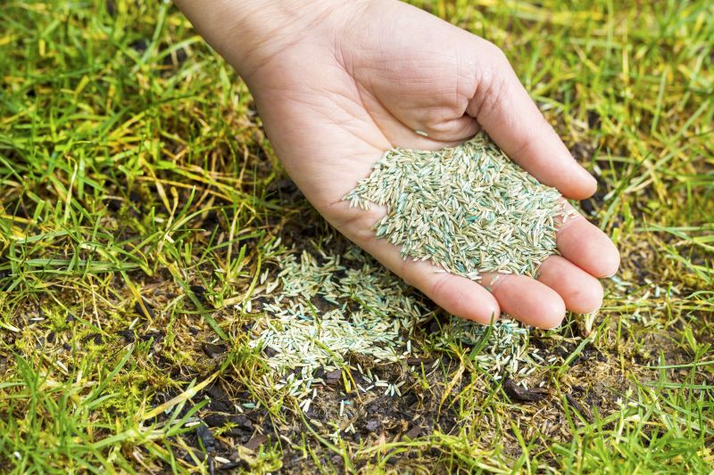 Liquid Grass Seeding in Ventura County, CA