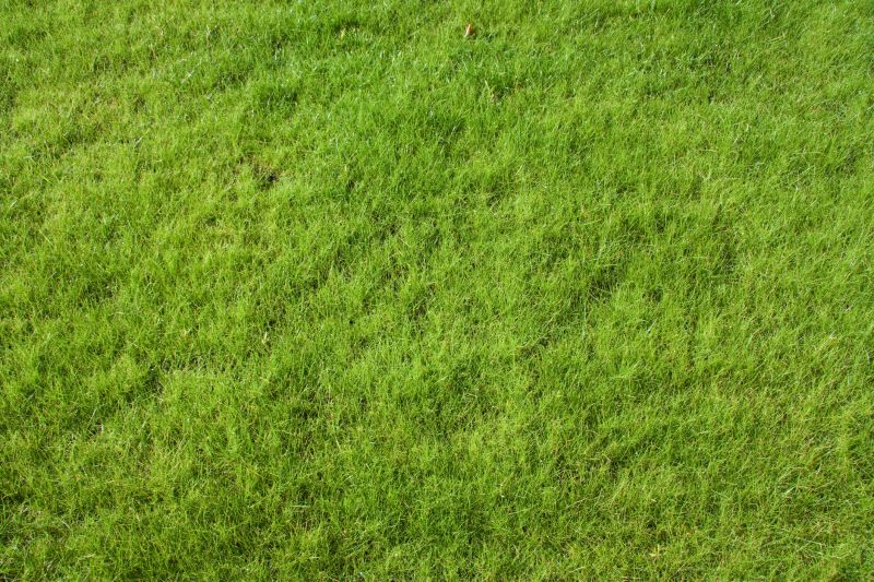 New Lawn Seeding in Honolulu, HI