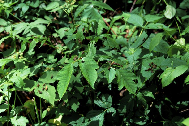 Poison Ivy Removal in Bel Air, MD