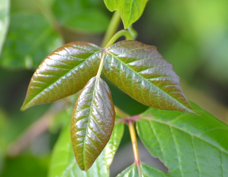 Poison Ivy Removal in Wilmington, DE