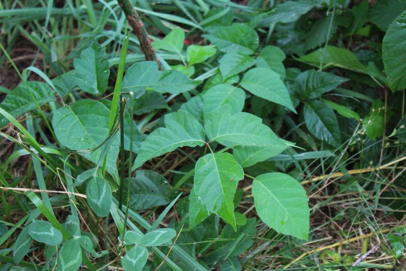 Poison Ivy Removal in West Chester, PA