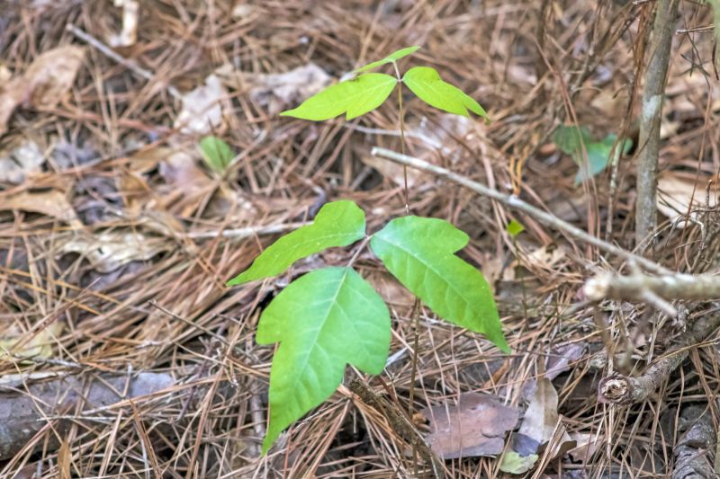 Poison Ivy Removal in Lancaster County, PA