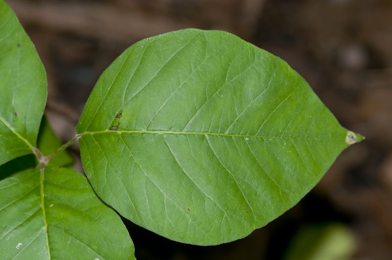 Poison Oak Removal in Allentown, PA