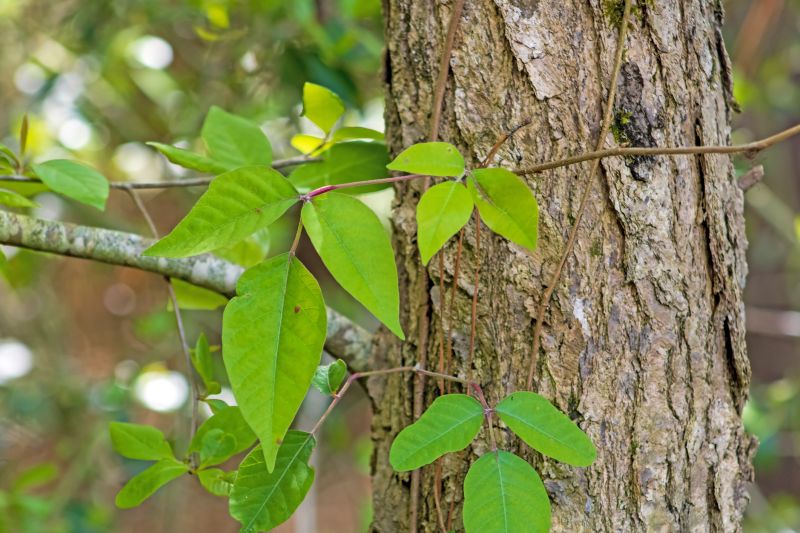Poison Oak Removal in Montgomery County, PA