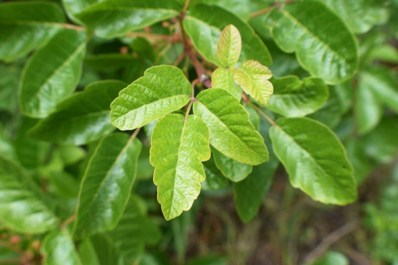Poison Oak Removal in Delaware County, PA