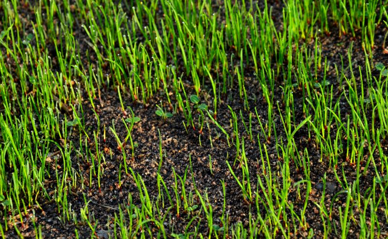 Spring Grass Seeding in Ventura County, CA