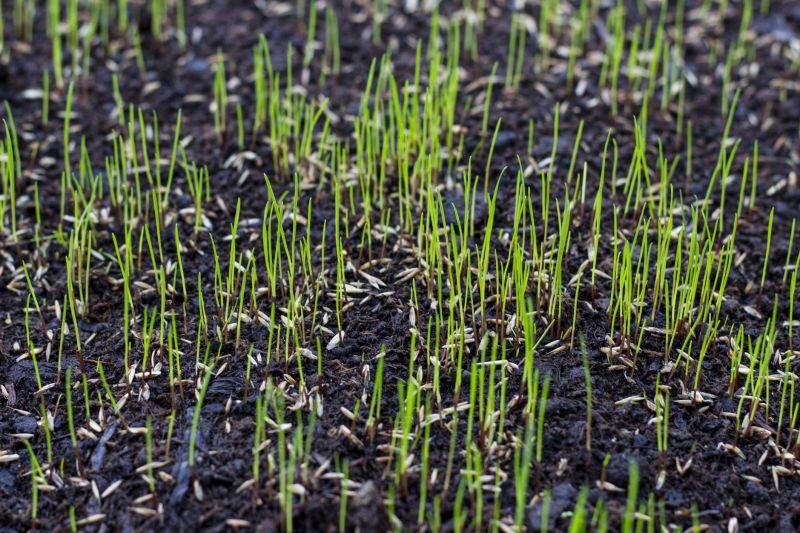 Spring Grass Seeding in Ventura County, CA