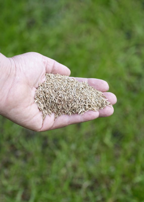 Spring Lawn Overseeding in Ventura County, CA