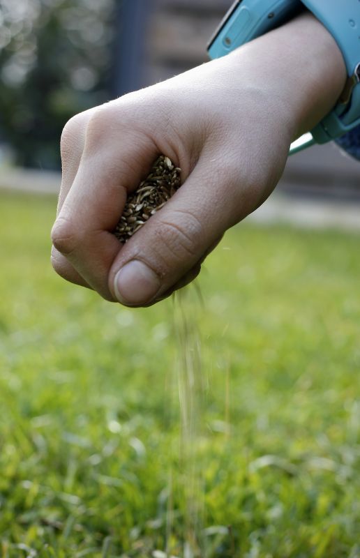 Spring Lawn Overseeding in Ventura County, CA