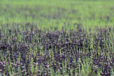 Spring Lawn Overseeding in Ventura County, CA