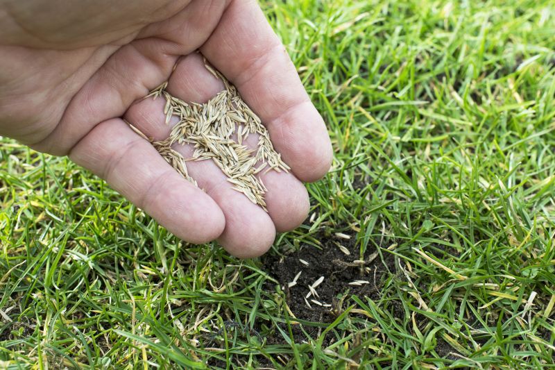 Spring Lawn Overseeding in Honolulu, HI