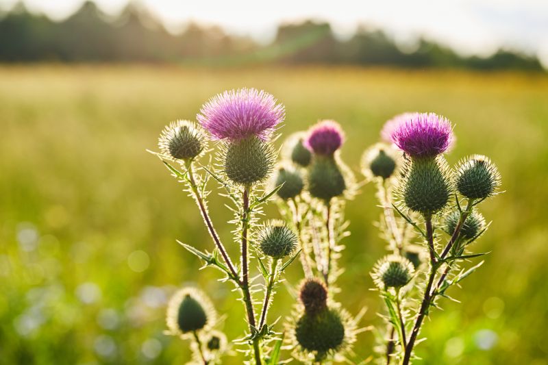 Thistle Treatment in Rockwall, TX