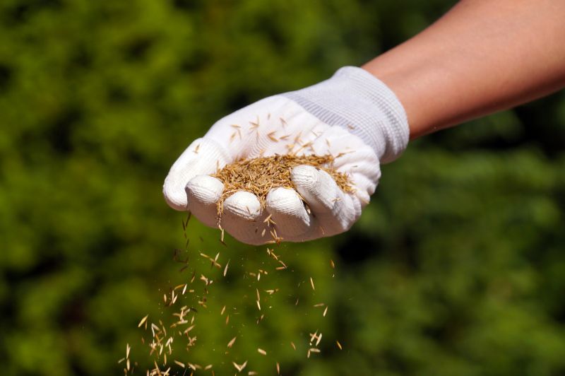 Turf Seeding in Ventura County, CA
