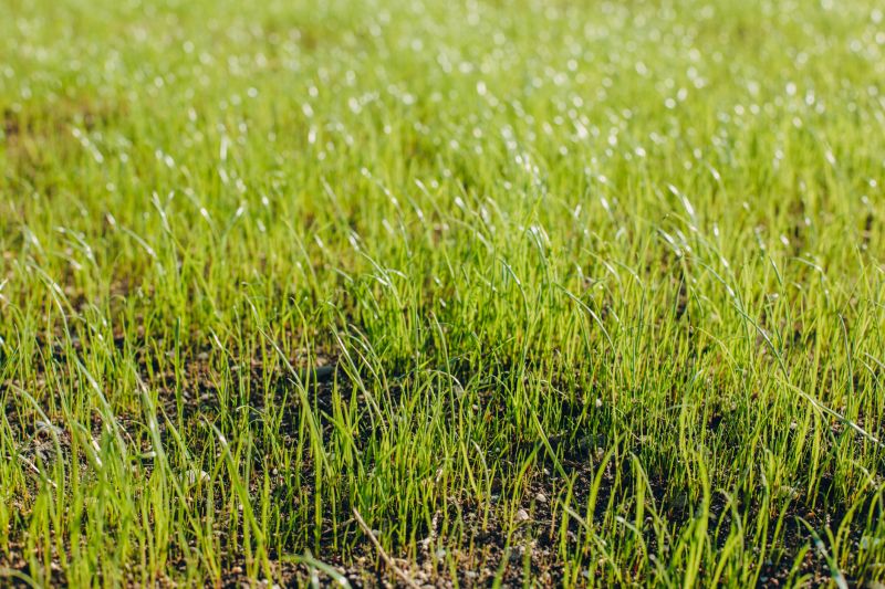 Turf Seeding in Ventura County, CA