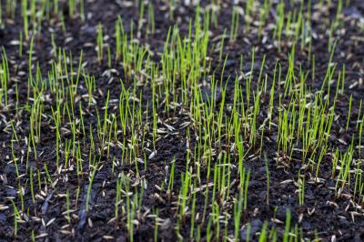 Turf Seeding in Ventura County, CA