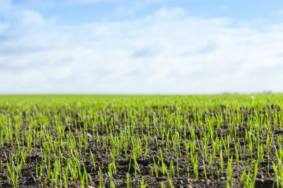 Turf Installation Experts