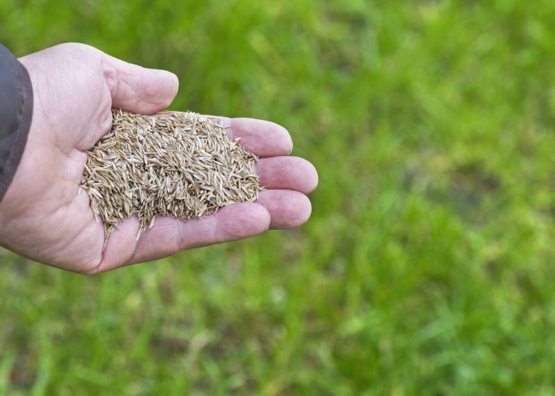 Yard Overseeding in Ventura County, CA