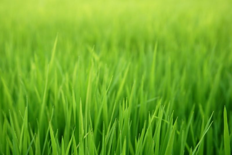 Yard Overseeding in Ventura County, CA