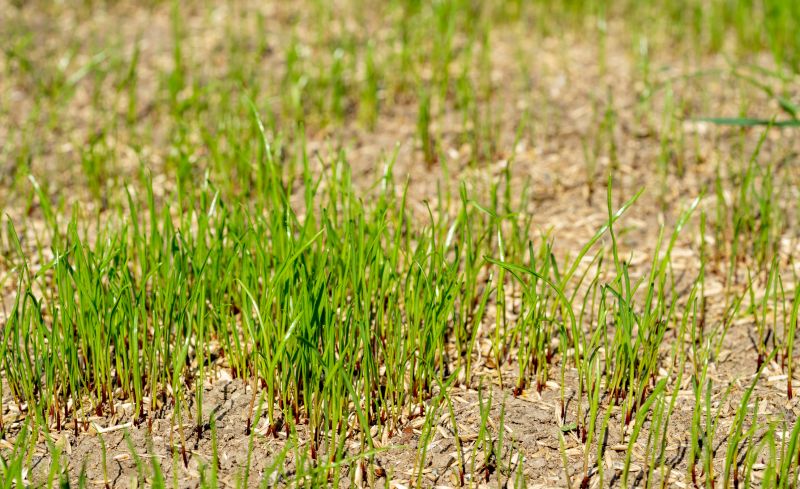 Yard Seeding in Ventura County, CA