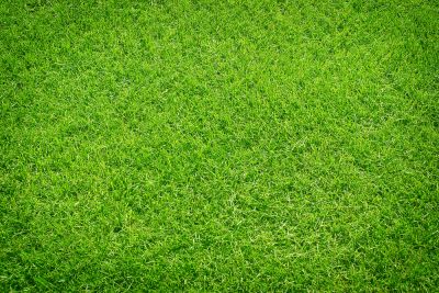 Get Grass Growing Fast!